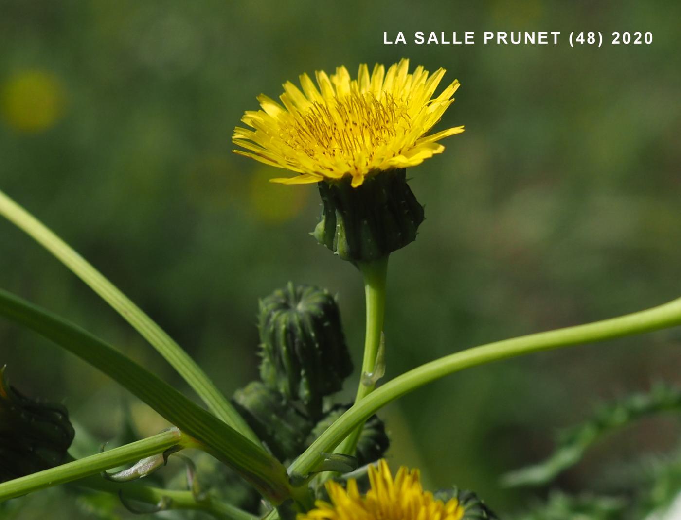 Sow-thistle, Prickly flower